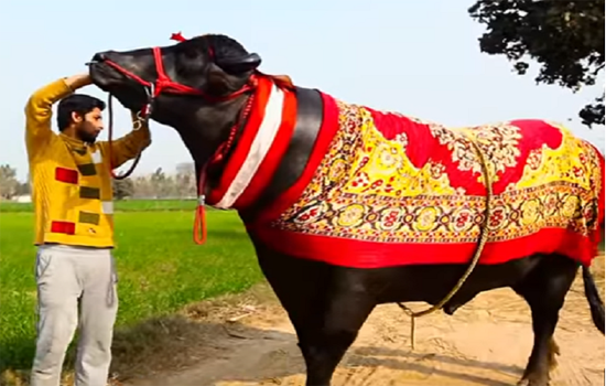 World’s costliest buffalo in Udaipur World’s costliest buffalo in Udaipur