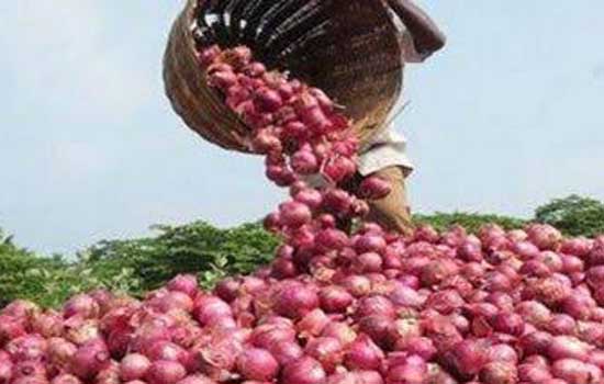 MMTC to import of 11000 MT of Onions from Turkey