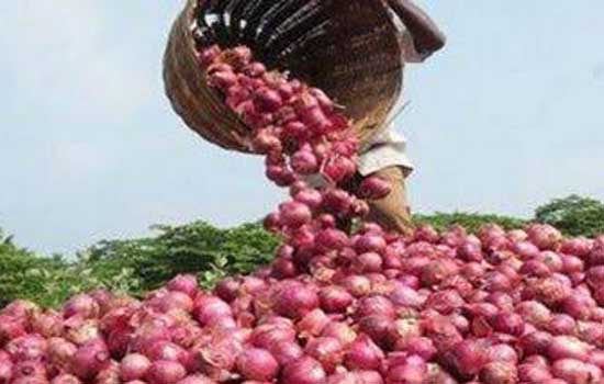 MMTC to import of 11000 MT of Onions from Turkey