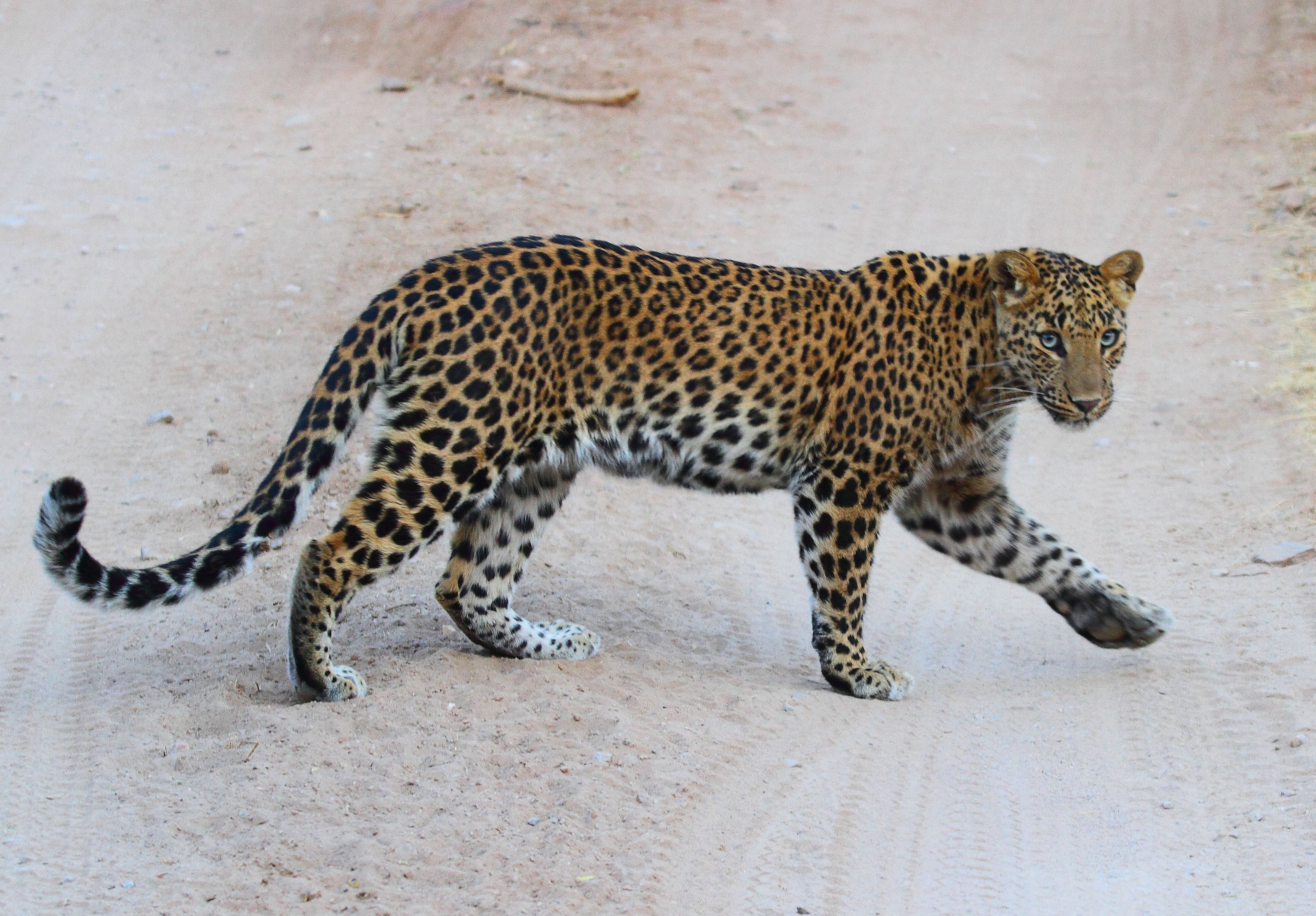 Leopard expansion and movement towards the Thar Desert of Rajasthan