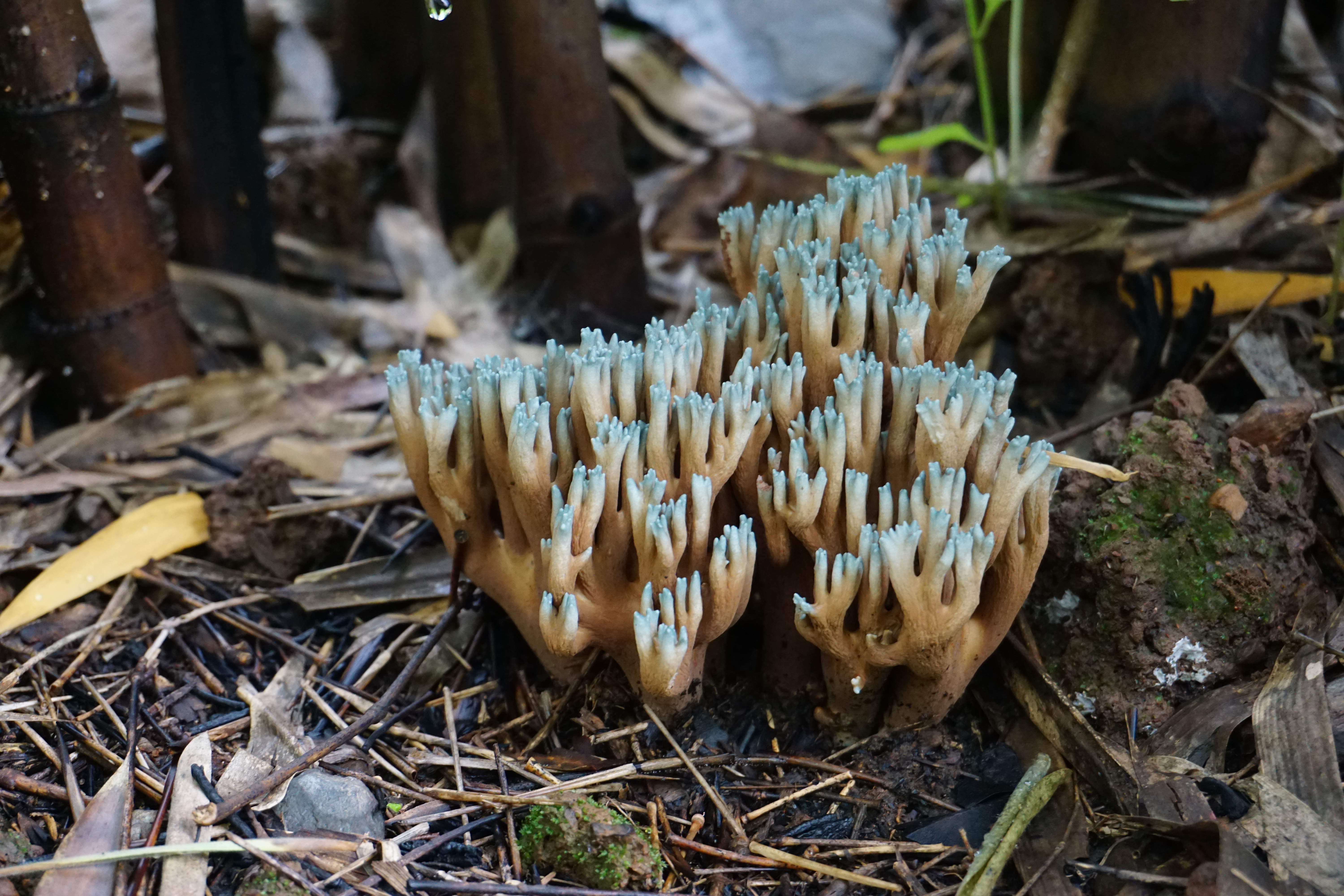 New species of fungus found in Udaipur, Rajasthan