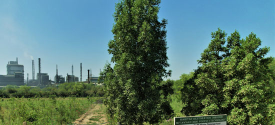 Hindustan Zinc Nurturing Biodiversitywith Miyawaki Plantation
